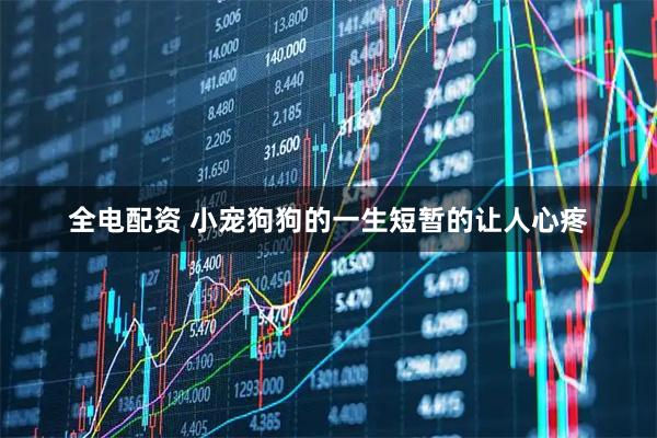 全电配资 小宠狗狗的一生短暂的让人心疼